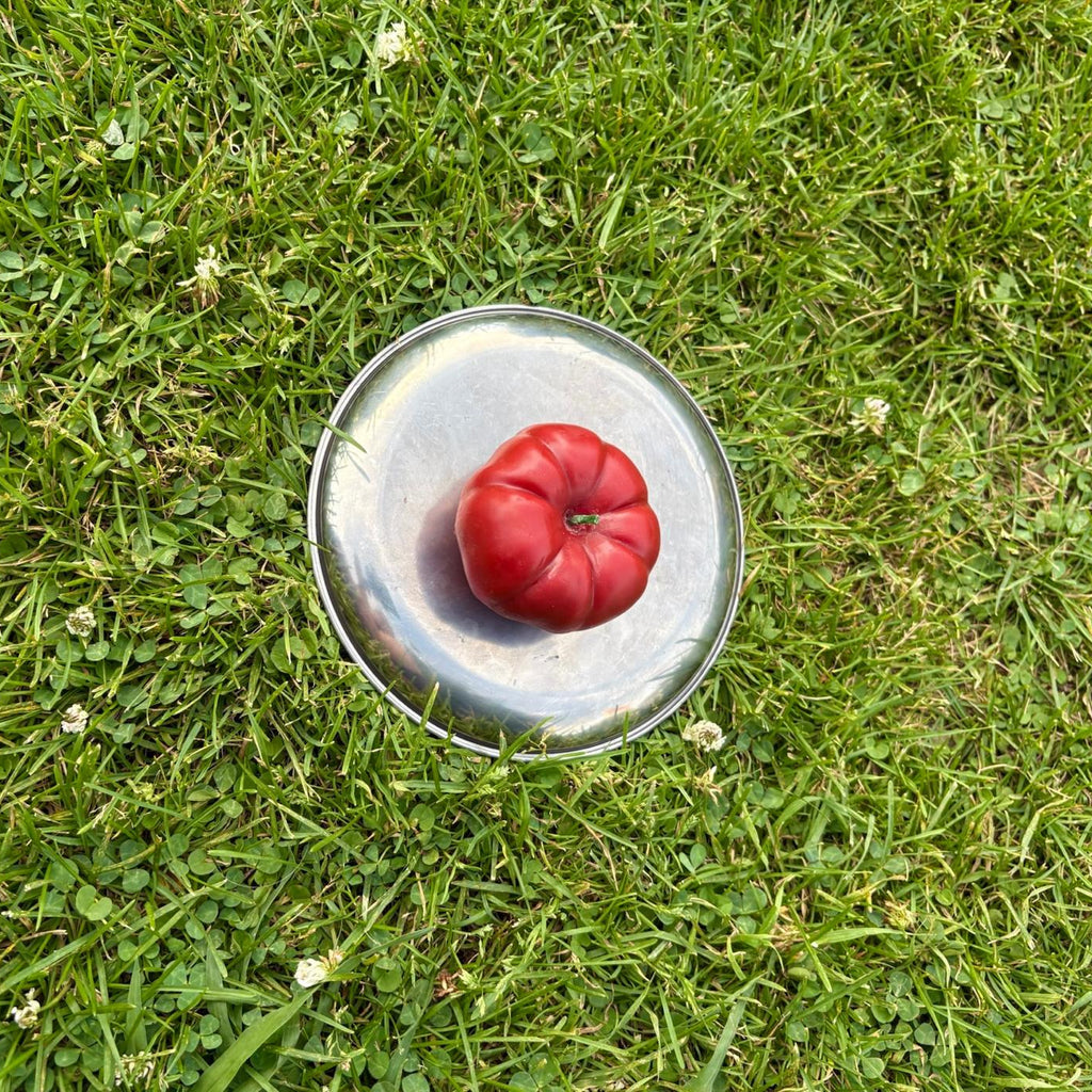 Tomate S