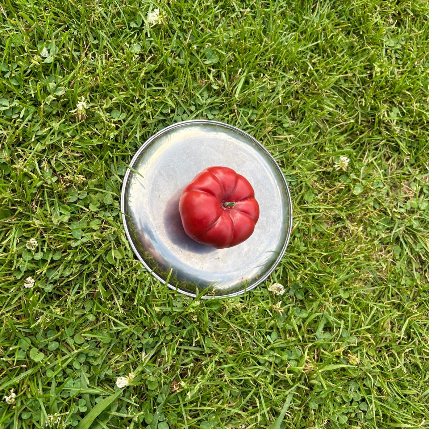 Tomate S