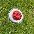 Tomate L
