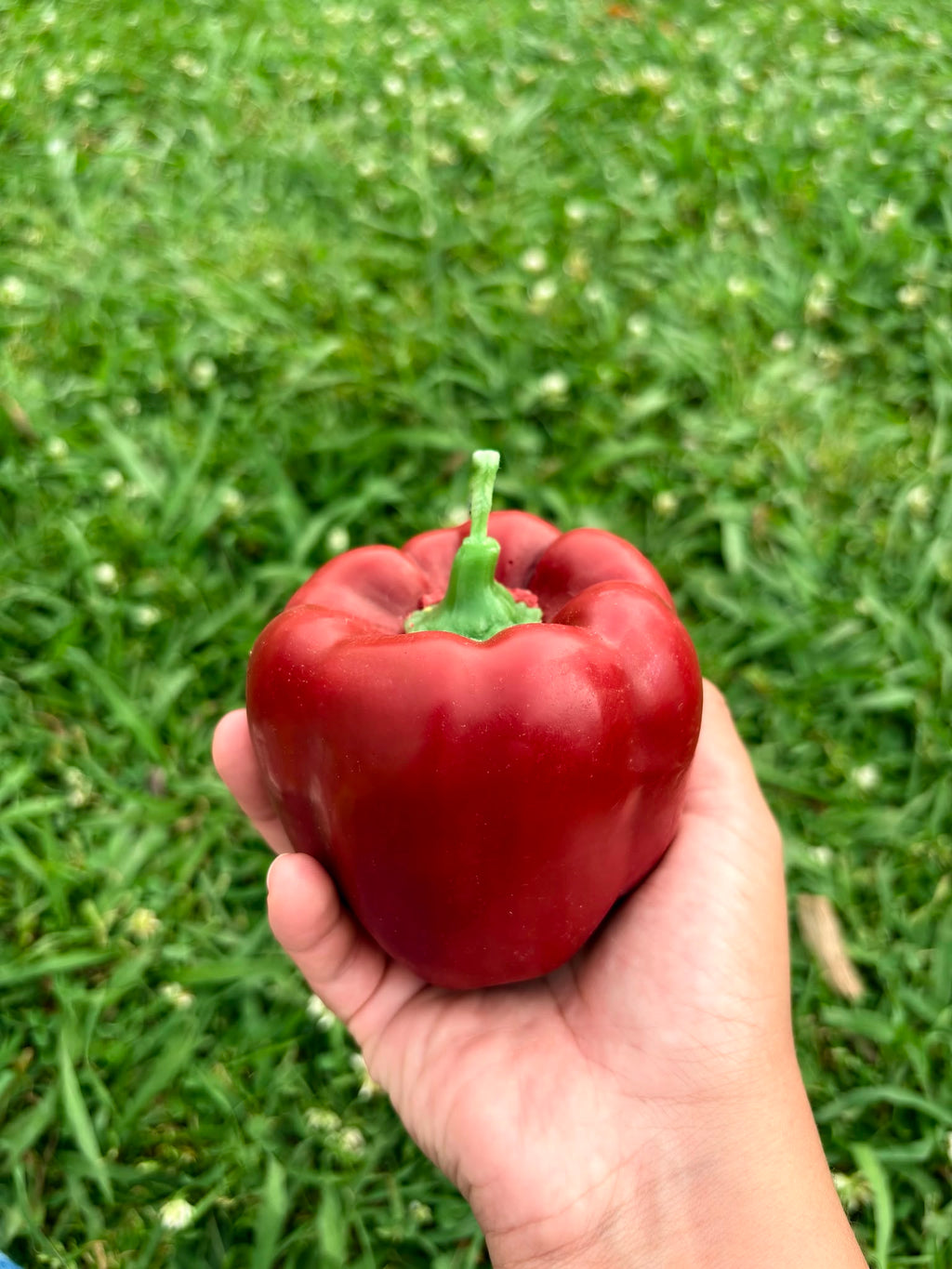 Vela Pimiento
