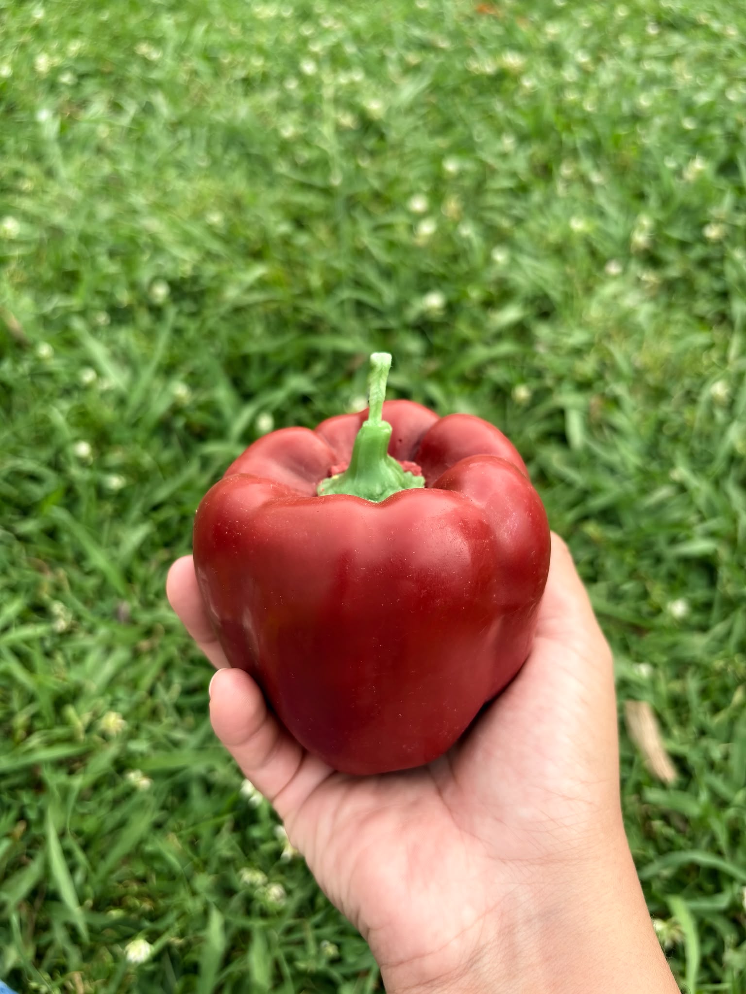 Vela Pimiento