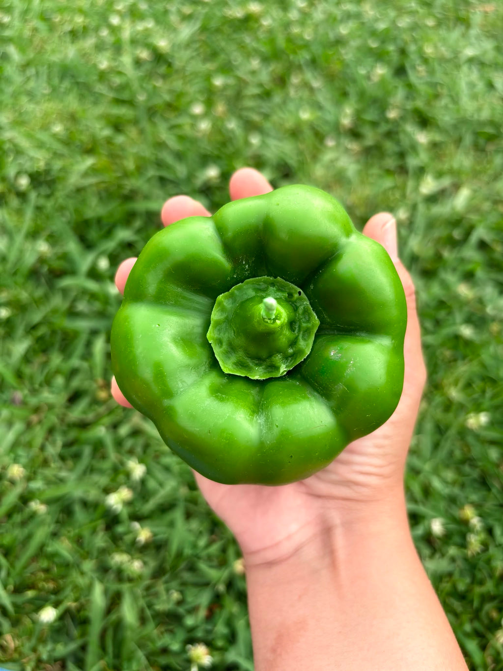 Vela Pimiento