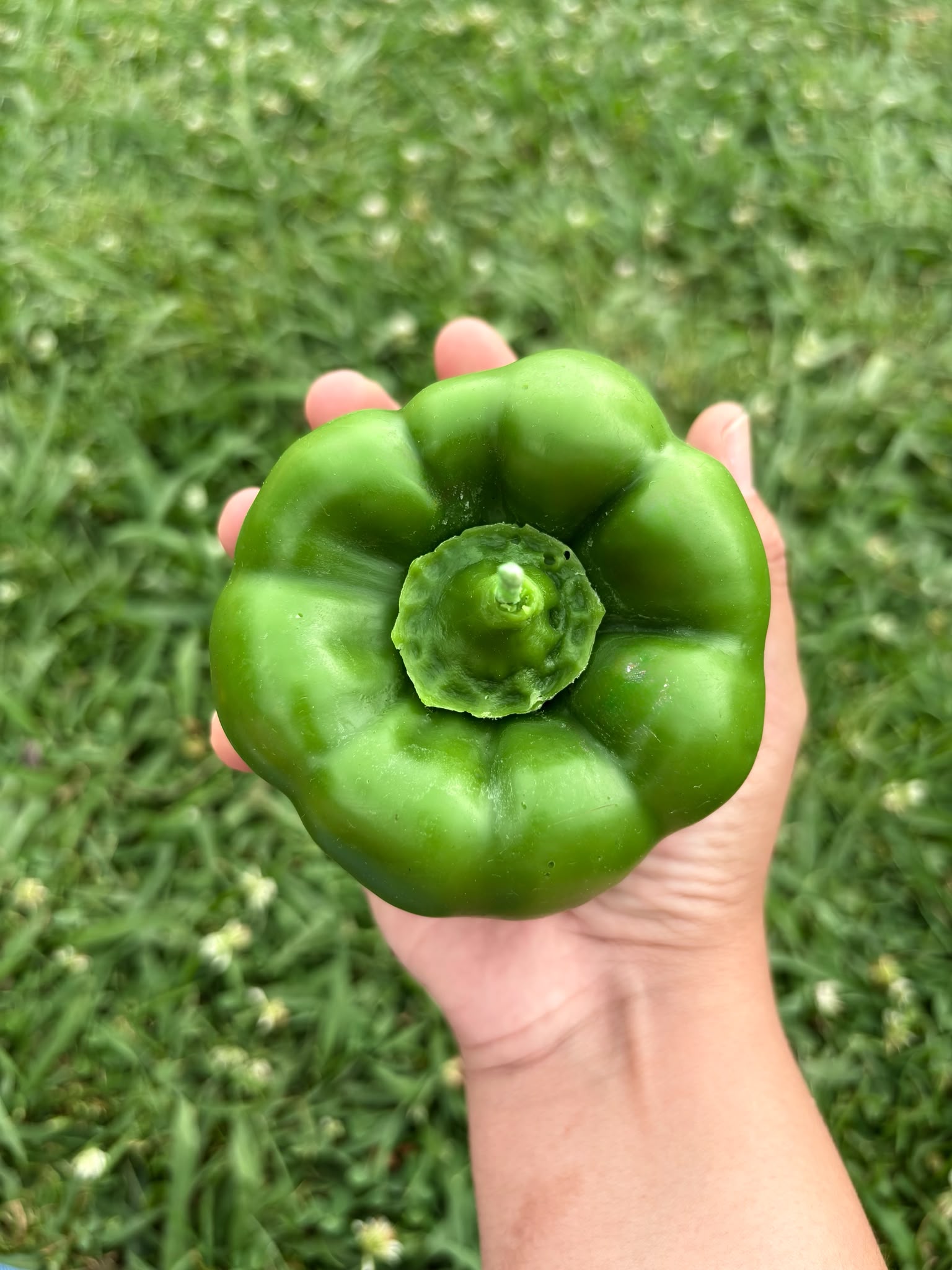 Vela Pimiento