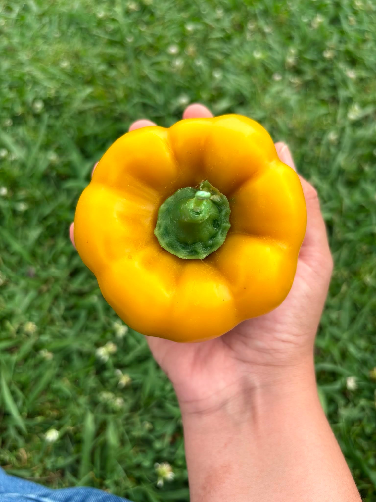 Vela Pimiento