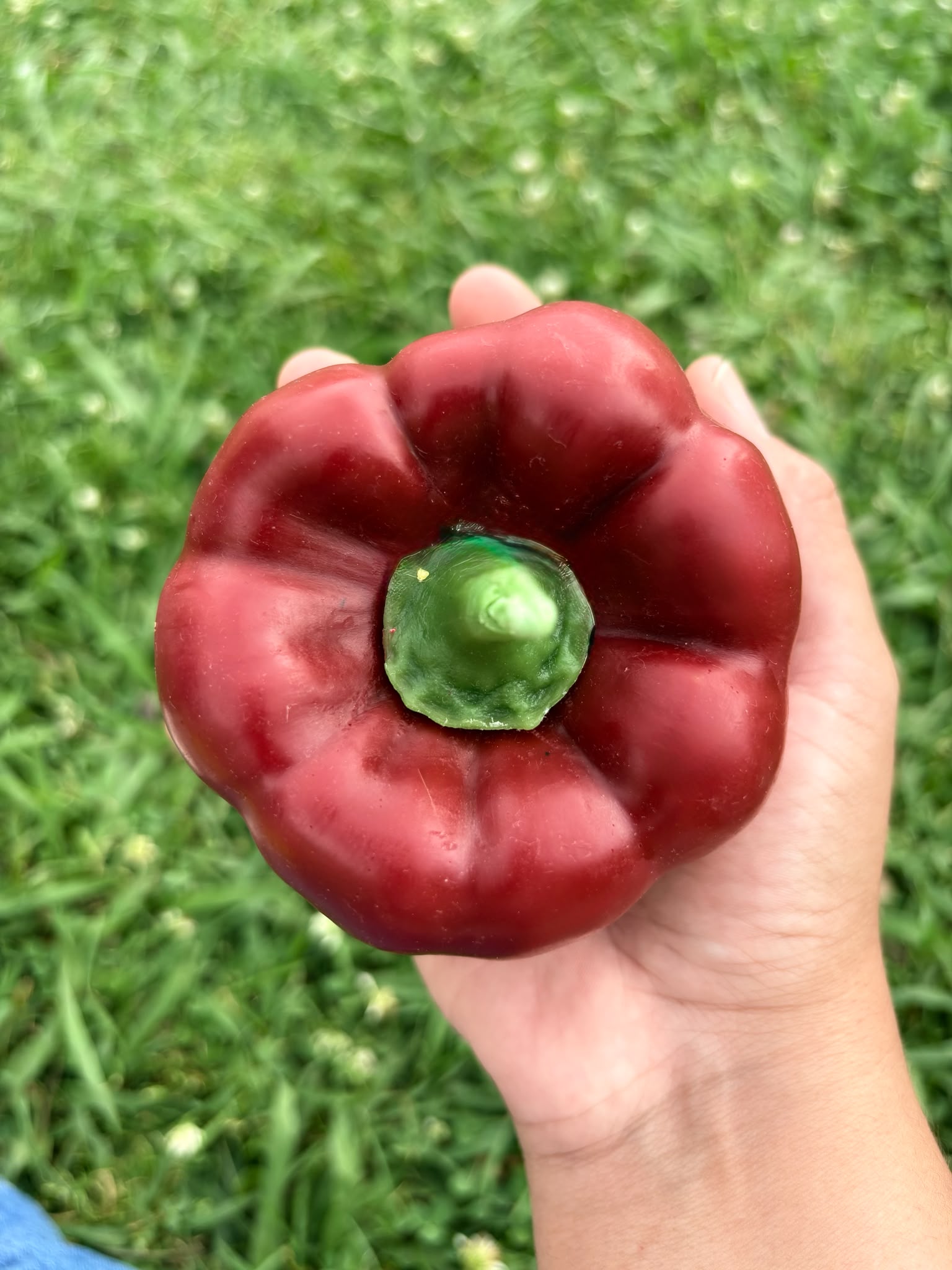Vela Pimiento
